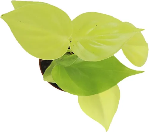 Vista 2 de Philodendron Neon Cordatum - 2" de California Tropicals