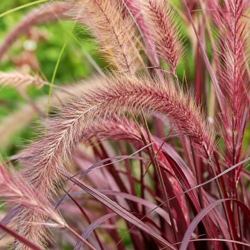 Vista 3 de Hierba de fuente roja 3 plantas vivas Pennisetum Setaceum Rubrum Hierba ornamental floreciente