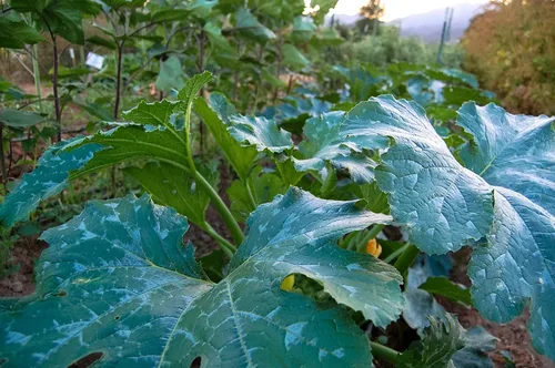 Vista 2 de Plant Good Seed Semillas de calabacín orgánicas Black Beauty, paquete de 20, semillas tradicionales para plantar verduras, suministros