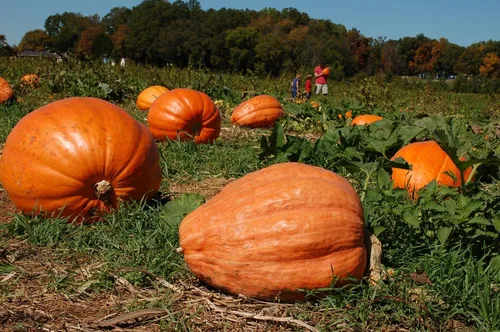 Vista 2 de Semillas Gigante Calabaza Titán No GMO Heirloom