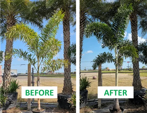 Vista 6 de Fertilizante de palmera de doble acción en bolsa a granel, bolsa de recarga para cubos fáciles de transportar