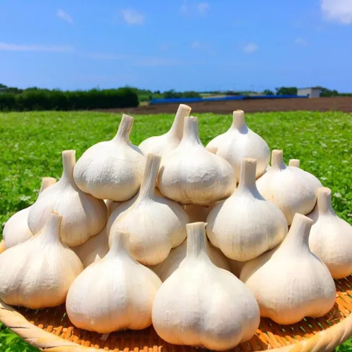 Vista 12 de 1 Libra de Ajo Duro de Cuello para Plantar en Otoño, Bulbo de Ajo Grande para Plantar, Fresco y Alta Rendimiento, Resistente al Frío, Plantación