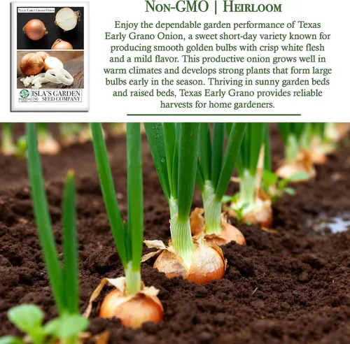 Vista 3 de Semillas de cebolla granada temprana de Texas (Allium cepa) – Más de 300 semillas de reliquia sin OMG de Isla's Garden Seeds, cebolla dulce de día