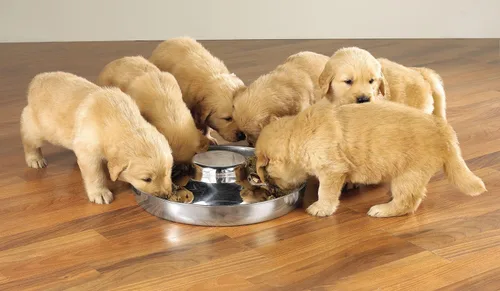 Vista 4 de ProSelect - Platos de acero inoxidable para cachorros, platos versátiles para varios cachorros, 11 pulgadas