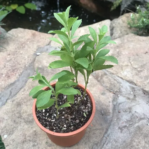 Vista 2 de 1107-Stevia, Hierba (Stevia rebaudiana) Semillas por Robsrareandgiantseeds UPC0764425787020 Sin OMG, orgánico, cultivador estadounidense