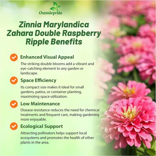 Vista 3 de Outsidepride - Zinnia, 100 semillas anuales, Marylandica Zahara Double Raspberry Ripple, flores para plantar, color frambuesa