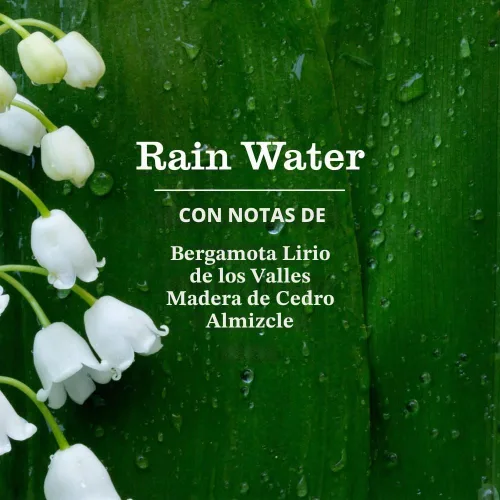 Vista 3 de Mrs. Meyer's Clean Day - Detergente líquido para platos, aroma a agua de lluvia, fórmula biodegradable, paquete de 3 unidades, 16 fl oz Cuts