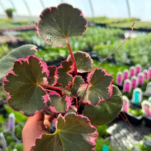 Vista 8 de Saxifraga stolonifera 'Variegata', Begonia de fresa abigarrada, geranio de fresa abigarrada, planta de interior, Fácil de propagar