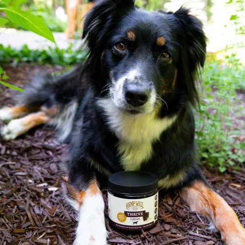 Vista 6 de Hemp Well Thrive Chews para perros – Apoya la salud de la cadera, las articulaciones y el corazón, promueve la salud inmunológica y de la piel