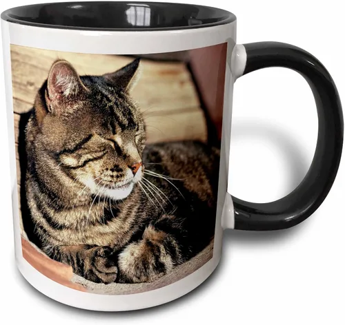 Vista 9 de 3dRose (mug_94870_1) Utah, Capitol Reef NP. Sleeping atigrado cat - US45 RER0114 - Ric Ergenbright - Taza de cerámica, 11 onzas Blanco