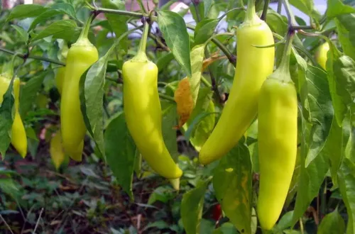Vista 2 de 100 semillas orgánicas húngaras de cera caliente de plátano y pimiento reliquia, sin OMG, semillas siempre frescas. Semillas de siembra para huerto