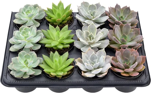 Vista 2 de Arcadia Garden Products Mini suculentas variadas en vivo en maceta de cultivo de 2 pulgadas, paquete de 12, verde (LV66). No se puede enviar a