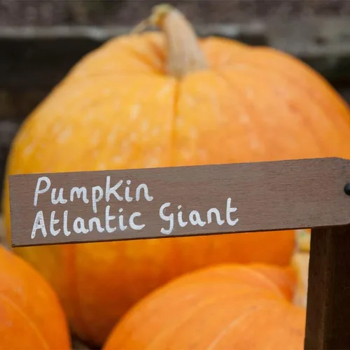 Vista 5 de Calabaza-Atlántico Gigante (10 Semillas)