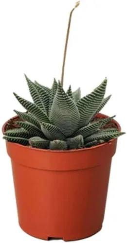Vista 18 de Succulent Elephant Bush - Planta viva Plantas de interior en maceta de 4 Suculento Elefante Arbusto
