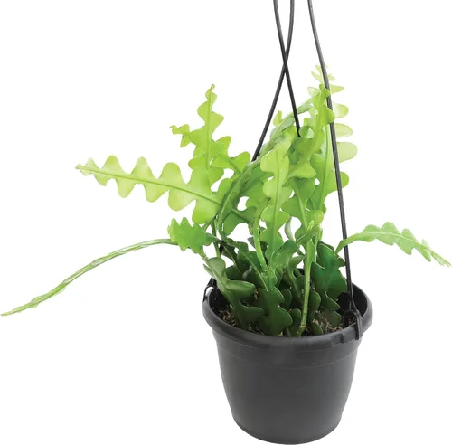 Vista 10 de Plantas para Mascotas - Suculentas de Orejas de Elefante Trepadoras, Plantas Colgantes Vivas, Plantas Suculentas para el Hogar, Maceta Colgante