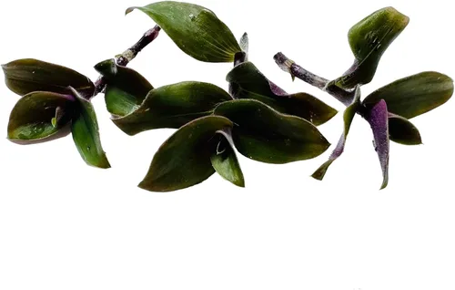 Vista 4 de Esquejes de plantas sin raíz de USKC (3 piezas Tradescantia Flumenisis 'Lavender' sin raíces)