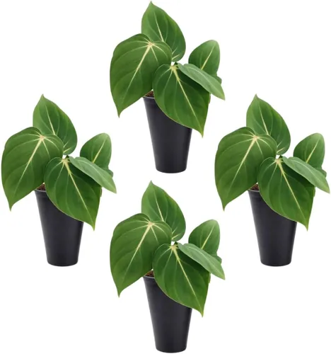 Vista 10 de Philodendron Pink Princess (paquete de 4) Plantas vivas de inicio enchufe, plantas de interior variegadas, plantas tropicales de fácil cuidado