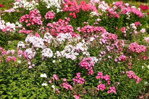 Vista 3 de 100 Phlox de Oveja Mezcla Pastel Phlox Drummondii Semillas de Flores Multicolor
