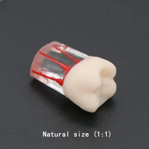 Vista 4 de Modelo de práctica de conducto radicular RCT dental, enseñanza, estudio (28 piezas/juego) Modelo de dientes, dientes endo, encaja con NISSIN Tipo
