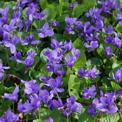 Vista 5 de Más de 320 semillas de viola para plantar semillas perennes de flores de violeta dulce sin OMG, flores tradicionales que atraen mariposas