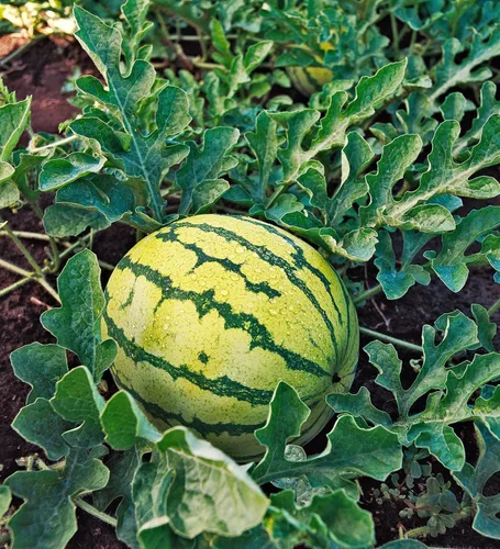 Vista 2 de TomorrowSeeds - Semillas de sandía carmesí amarilla - Paquete de más de 100 unidades - para plantar 2026, jardinería, cultivo, cosecha, sin OMG