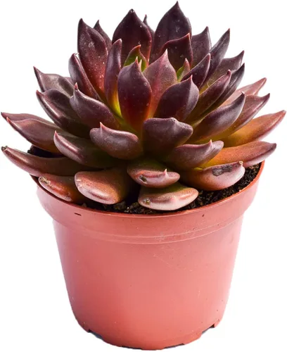 Vista 18 de Planta suculenta Echeveria viva - Suculenta Echeveria de 4 pulgadas con raíces completas (Echeveria Benitsukasa)