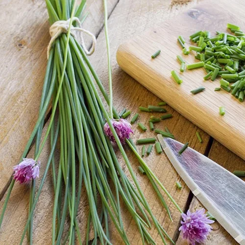 Vista 2 de Más de 400 Semillas de Cebolleta de Ajo Cebolleta - Verde Vegetal