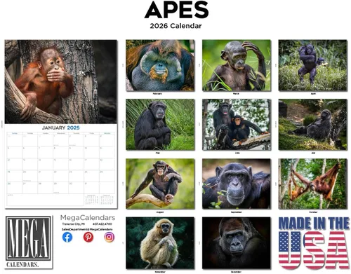 Vista 195 de Calendario de grises africanos 2025 2026 – Planificador mensual de pared de aves africanas – 12 x 18 pulgadas (abierto), calendario de pared