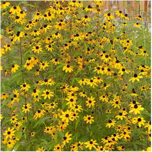 Vista 4 de Everwilde Farms - Semillas de flores silvestres nativas de Susan de ojos marrones de 1 onza - Gold Vault