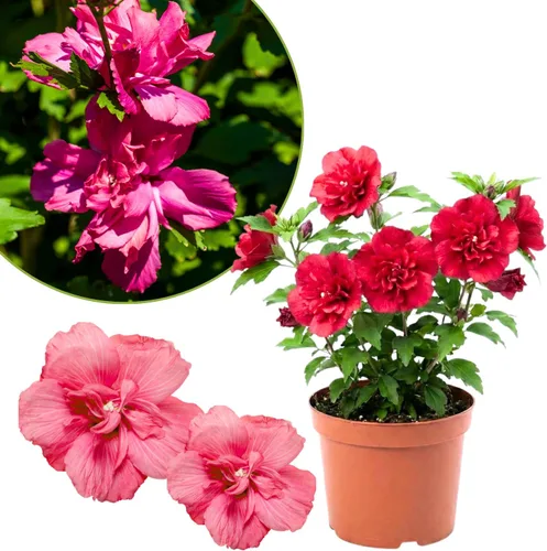 Vista 3 de Althea Rose of Sharon Bush - Plantas vivas en maceta, planta de hibisco viva, rosa fragante de planta Sharon, de 6 a 13 pulgadas de alto (rosa)