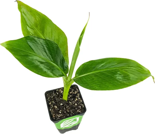 Vista 11 de Principito de plátano - Musa 'Principito' de Wellspring Gardens - Belleza tropical ornamental para jardinería en contenedores y en interiores