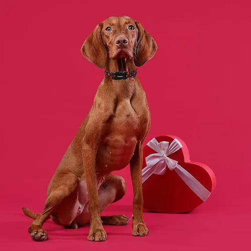 Vista 174 de DOGWONG Collar para perro de San Valentín, collar ajustable de algodón con corazón de caramelo azul, perfecto para perros pequeños a medianos