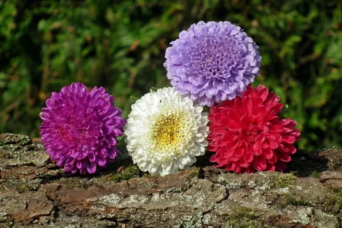 Vista 4 de Más de 100 semillas Aster Pompon - Mezcla de flores
