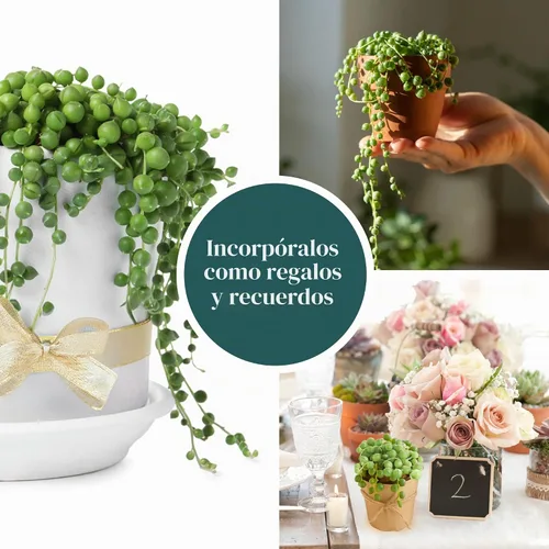 Vista 4 de Shop Succulents String of Pearls - Maceta suculenta de 2 pulgadas, paquete de 12