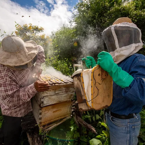 Vista 3 de Honey Lake Gránulos para ahumadores de abejas, 54 unidades de pellets de ahumador, suministros de apicultura para apicultores, tamaño individual