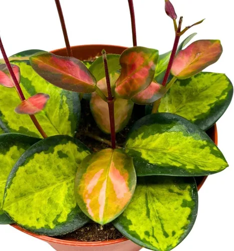 Vista 5 de BubbleBlooms Hoya Australis abigarrada, Lisa tricolor, planta viva limitada muy rara, en maceta de 4 pulgadas