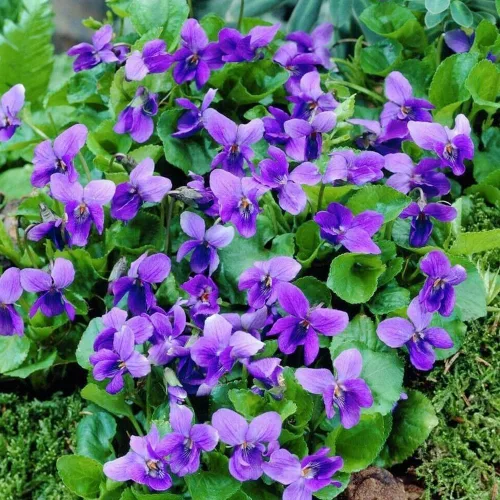 Vista 5 de Más de 300 semillas de flores perennes de violeta dulce para plantar al aire libre reliquia sin OMG