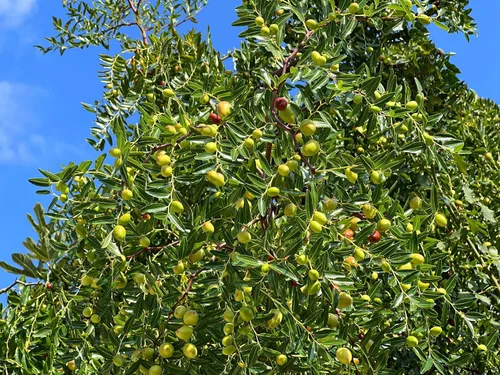 Vista 8 de 20 Semillas de árboles frutales rojos de Tsao chino común azufaifo Ziziphus Spinosa