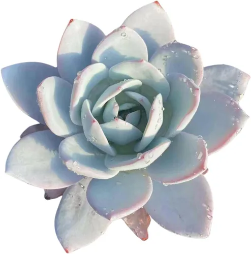 Vista 18 de Echeveria Agavoides Blue Dragon – Planta suculenta viva – 3 pulgadas – Tolerante a la sequía, bajo mantenimiento, perfecta para decoración