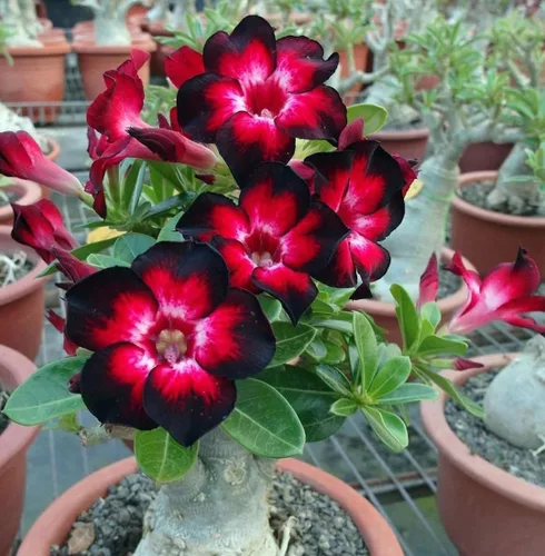 Vista 2 de 5 semillas de rosa del desierto (Adenium Obesum) - Semillas suculentas con flores exóticas para interiores y exteriores, hogar, jardín, plantas