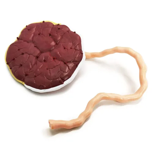 Vista 5 de Modelo anatómico del cordón umbilical de placenta, modelo de placenta del cordón umbilical de tamaño real con venas, estructura de tejido