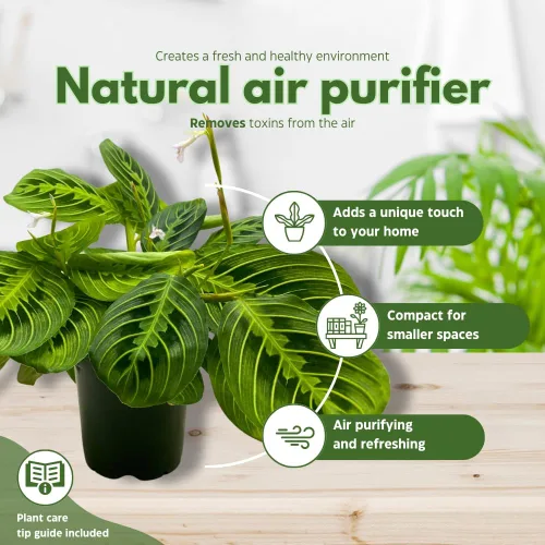 Vista 9 de BubbleBlooms Planta de oración de limón y lima Maranta leuconeura en maceta de 4 pulgadas