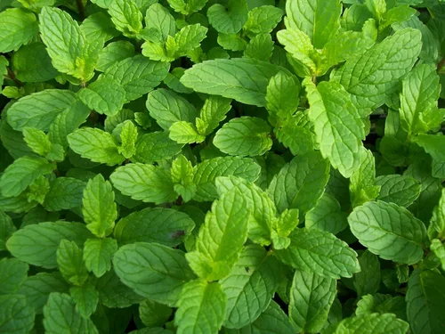 Vista 8 de Semillas Menta Menta Mentha Hierbas Medicinales Jardín para Plantar No GMO 1000 Semillas