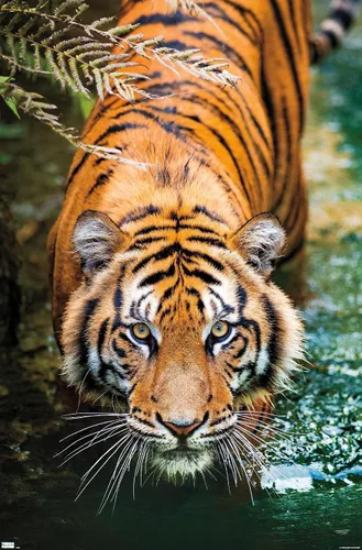 Vista 11 de Trends International Tiger - Póster de pared de agua, 14.725 x 22.375 pulgadas, versión enmarcada de madera de granero