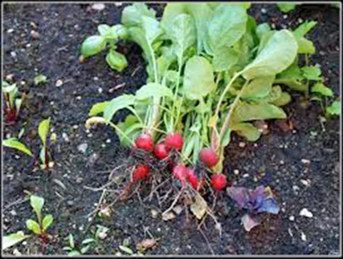Vista 3 de Semilla de rábano, cereza belle, reliquia, sin OMG, más de 100 semillas, rábanos rojos