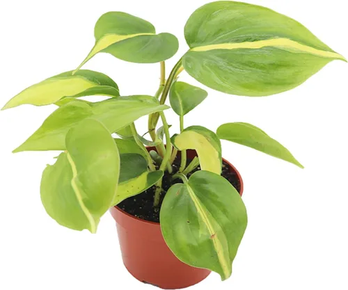 Vista 3 de Philodendron Bipennifolium Aurea - Maceta de 4" de California Tropicals