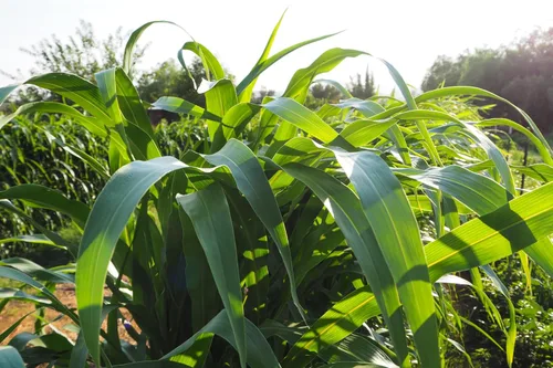 Vista 4 de Plant Good Seed Organic Sorghum Sudangrass BMR F1 - Paquete de 6,775, semillas tradicionales para plantar granos, verduras, suministros
