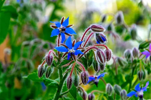 Vista 2 de 200 semillas de borraja - Flor de estrella - Semillas de flores silvestres polinizadas abiertas sin OMG - Borago officinalis