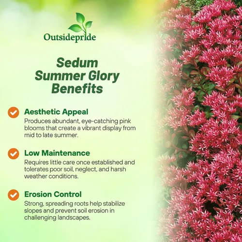 Vista 3 de Outsidepride Summer Glory Semillas Sedum - 1000 semillas perennes de cobertura del suelo para plantar, plantas suculentas resistentes al frío