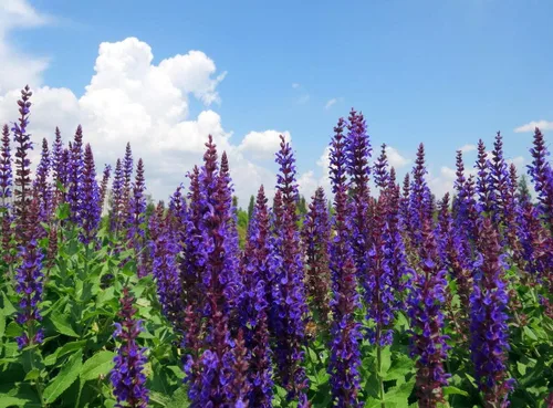 Vista 3 de Seeds Garden Sage Medicinal - Salvia Officinalis - Tulasi de interior - Hierbas tradicionales - Sin OMG